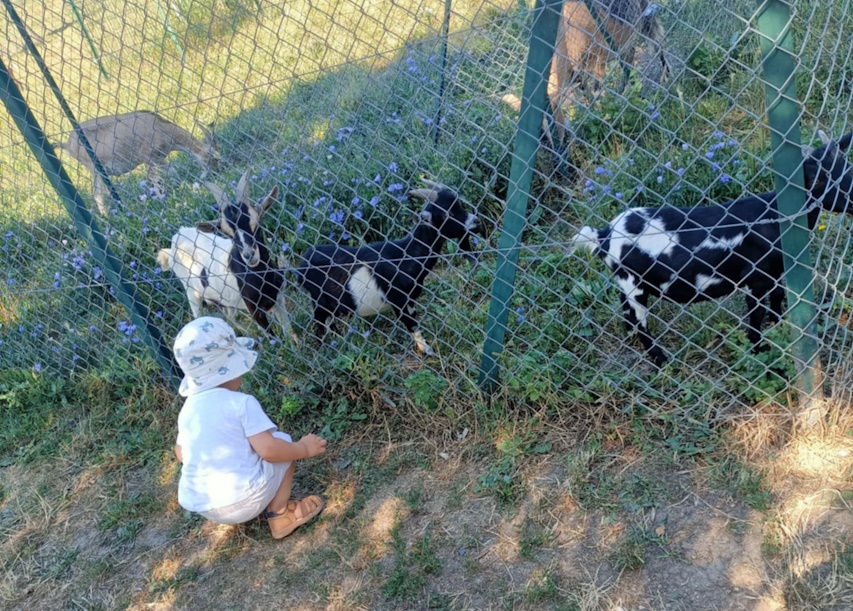 Des sorties vers les animaux avec votre assistante maternelle à Lempdes