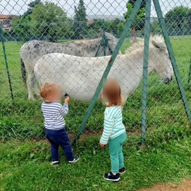 Des excursions vers les animaux avec votre nounou à Lempdes